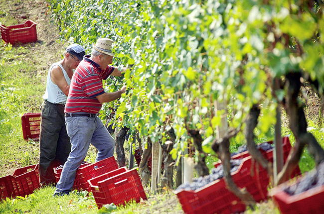 French wine harvest one of smallest for 30 years