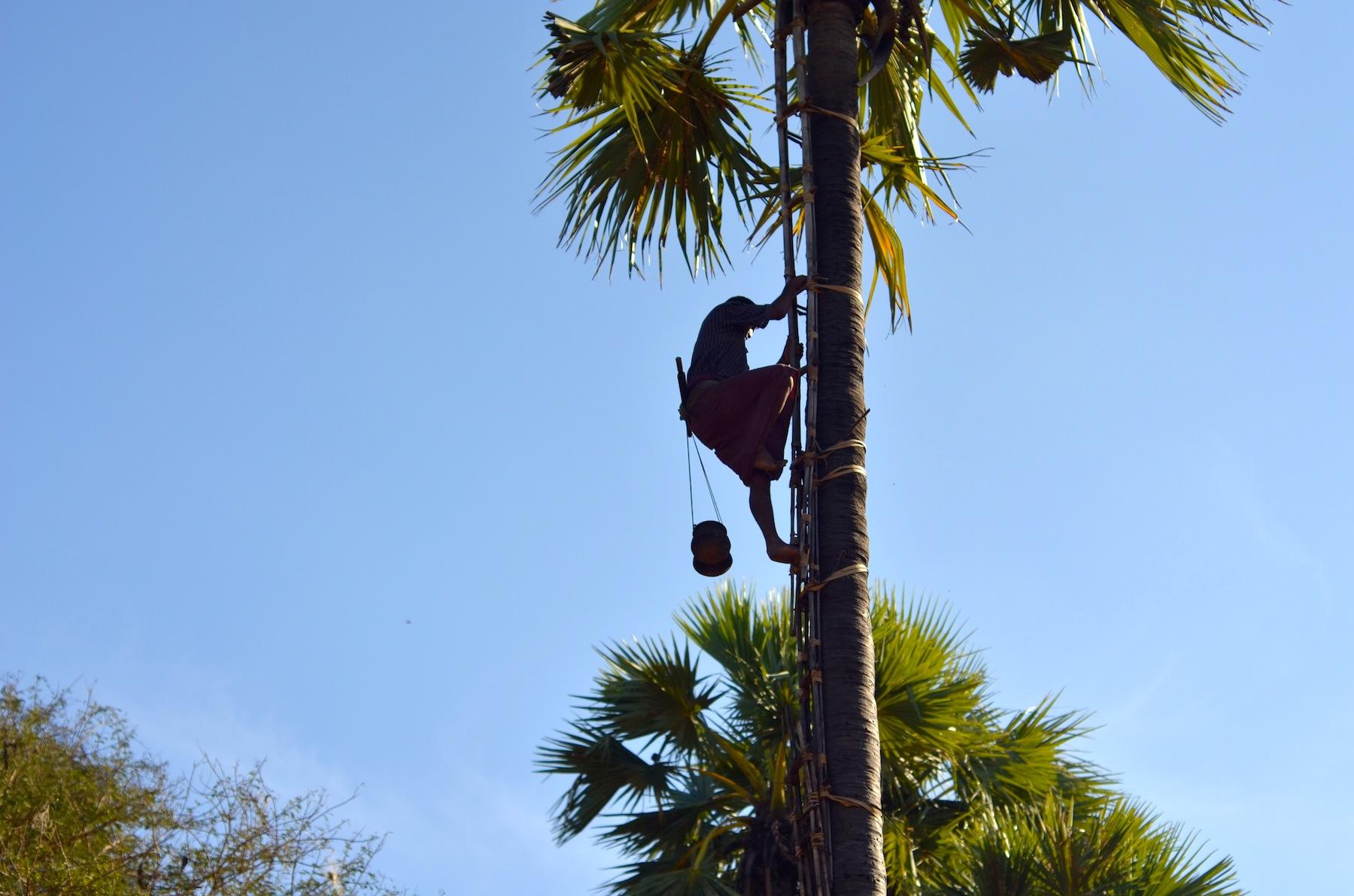 Climb a Palm Tree If You Want to Get Drunk in Myanmar