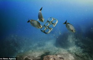 Brewery bosses invent an edible beer can holder which could save sea life from the scourge of deadly plastic six-packs which fish mistake for jellyfish