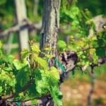 Eco-Friendly Wines: Defining the Terms