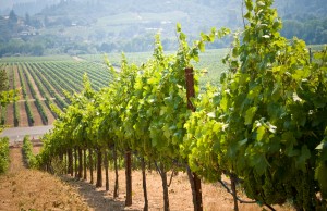 Placer County Wine Trail