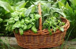 A Home Brewers Tips for Using Garden Herbs in Beer