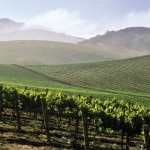The Wineries of Paso Robles