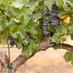 The Craft of Small Scale Winemaking