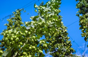 Agrarian Agales: Bringing Specialty Beer to the Pacific Northwest