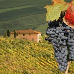A Glimpse Inside Italy’s Wine Regions: The Wines of Montalcino & Gorizia