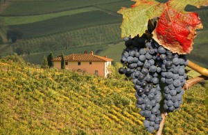 A Glimpse Inside Italy’s Wine Regions
