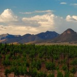 An Unexpected Delight on the Sonoita Wine Trail