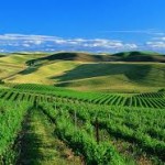 Worth the Trip: What Makes Walla Walla Wine Trail So Unique?