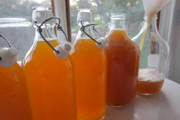 Have You Tried Kombucha Brewing at Home?