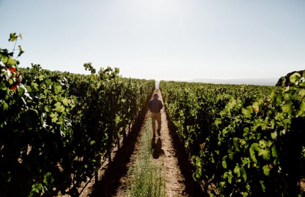 Owning a Vineyard: The Days of Wine Are Not All Rosy