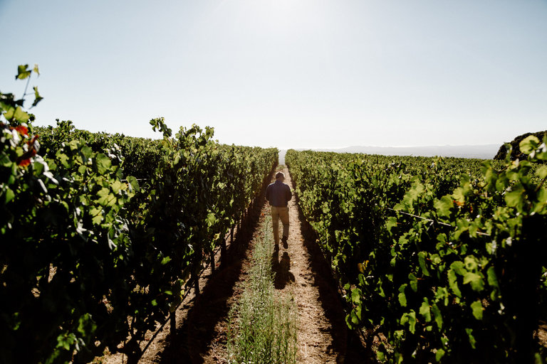 Washington Winemakers: Early harvest, great grapes