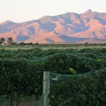 Willcox, Arizona Wins Federal Designation as a Unique Wine Region