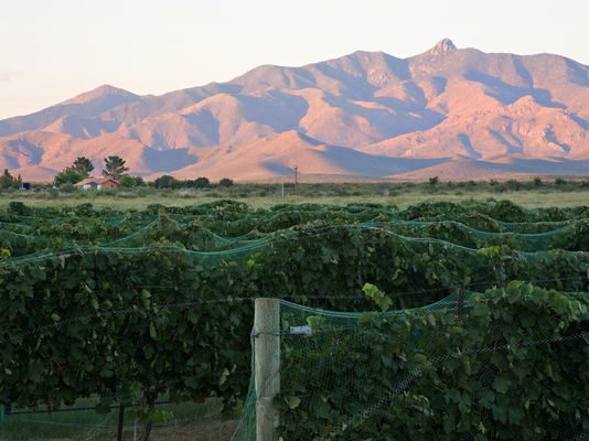 Willcox wins federal designation as a unique Arizona wine region