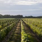 Two questions for Long Island wineries: Uncork the Forks