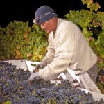 Wine Institute: 2016 California Wine Harvest Report