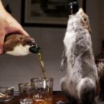 The $20,000 Rare Craft Beer That Comes Packaged in a Squirrel