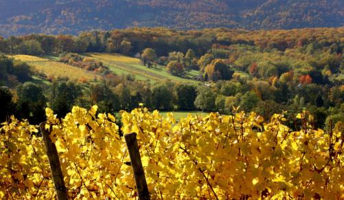Rough weather: French winemakers feel the pinch