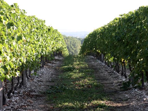 A crash course on cognac