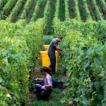 French wine harvest one of smallest for 30 years