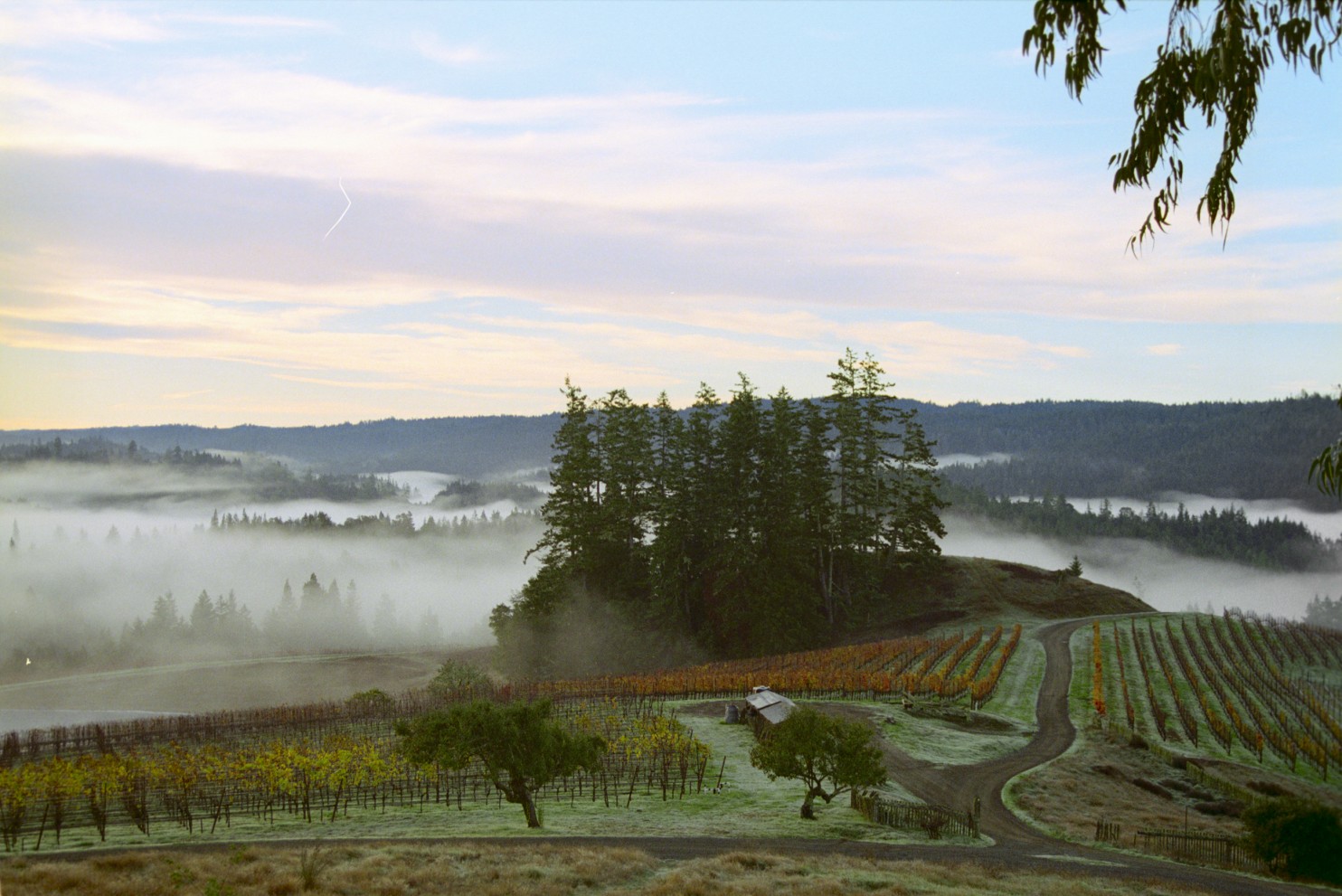 Why American wine labels aren’t as specific as they could be