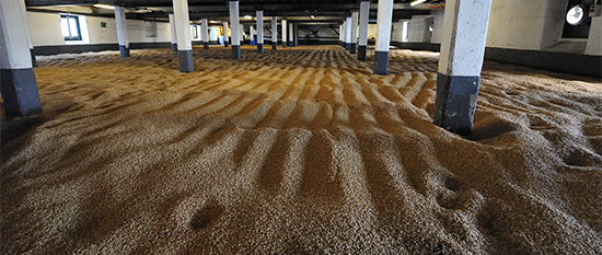 The Evolution of Barley, Malt, and Beer Flavor