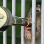The “drunken monkey” hypothesis might explain why humans enjoy alcohol