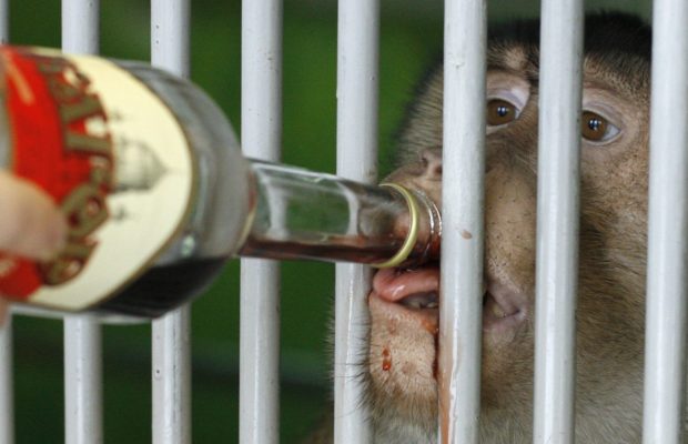 The “drunken monkey” hypothesis might explain why humans enjoy alcohol