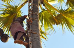 Climb a Palm Tree If You Want to Get Drunk in Myanmar