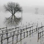 Fears for some of California’s top vineyards as record storms drown grape-growing land under feet of water – and more is yet to come