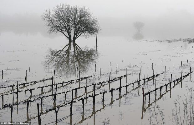 Fears for some of California's top vineyards as record storms drown grape-growing land under feet of water - and more is yet to come
