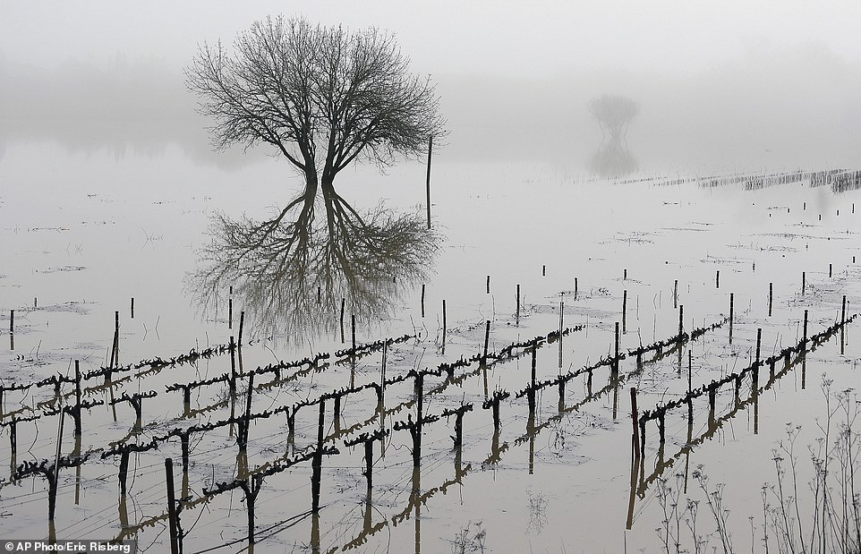 Fears for some of California’s top vineyards as record storms drown grape-growing land under feet of water – and more is yet to come