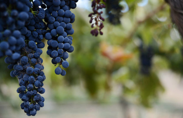 Winemakers Target Genders With Grapes of Math