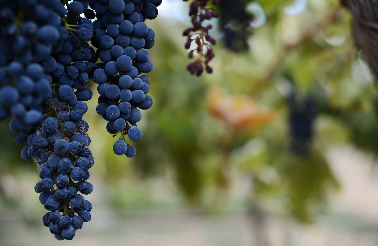Winemakers Target Genders With Grapes of Math
