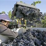 Wave of U.S. winery sales expected to grow further