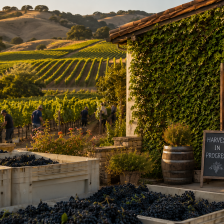 The Best Boutique Wineries in the US Worth Going Out of Your Way For
